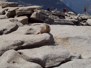 Yellow-bellied Marmot