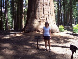 Anne and the Roosevelt Tree